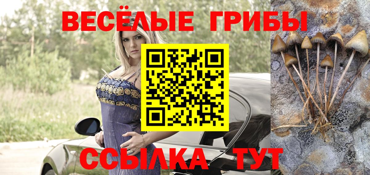 Галлюциногенные грибы Cubensis  Минеральные Воды  Галлюциногенные грибы Psilocybe 